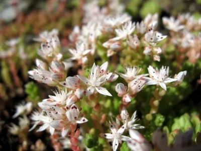 ヒメホシビジン（姫星美人） (Sedum anglicum) - PictureThis