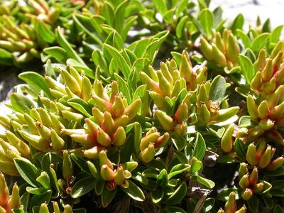 Retuse-leaved willow (Salix retusa) - PictureThis