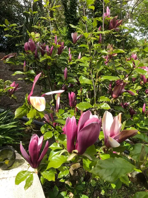 Lily magnolia 'Nigra'