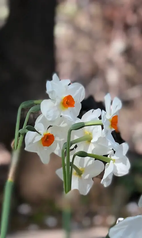 Narcissus tazetta 'Cragford'