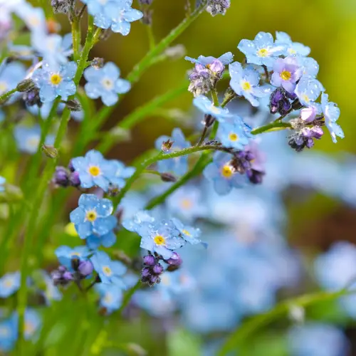 Field forget-me-not
