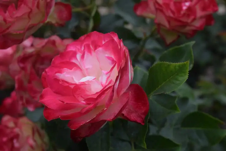 Rosa 'Cherry Parfait'