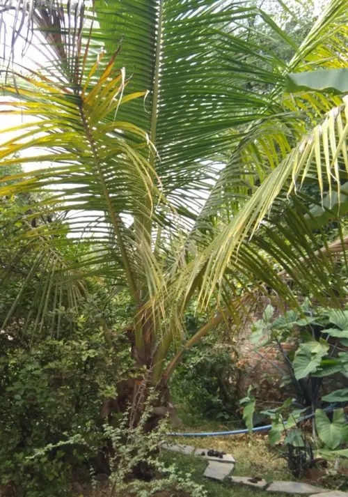 Giant windowpane palm