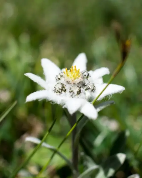 Bunga edelweiss