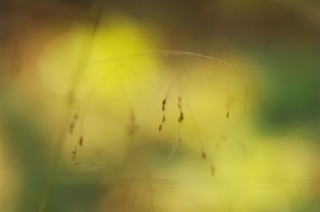 イトハナビテンツキ (Bulbostylis densa) PictureThis