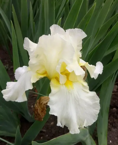 Irises 'Soaring Kite'