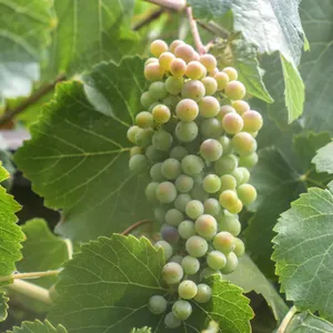 ヴィティス・カリフォルニア (Vitis californica) - PictureThis