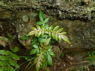 Cómo cultivar y cuidar una Weinmannia pubescens