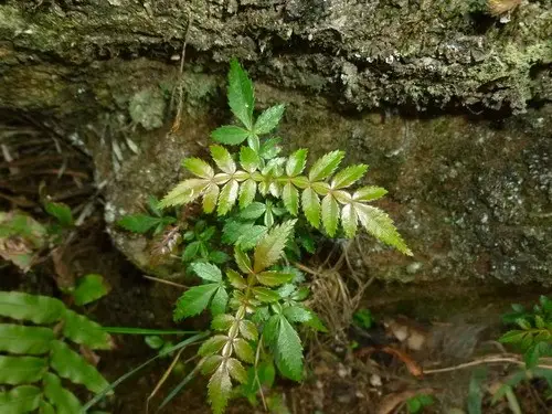 Weinmannia pubescens
