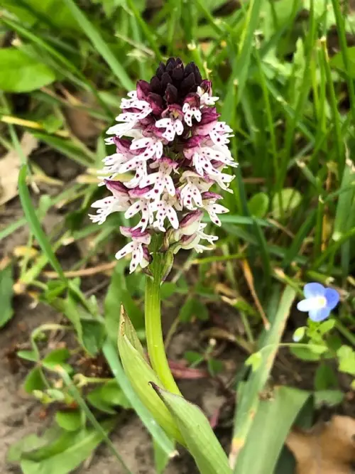 Burnt orchid
