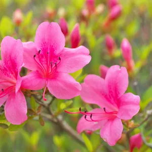 Evergreen azalea - Rhododendron indicum (Care, Characteristics