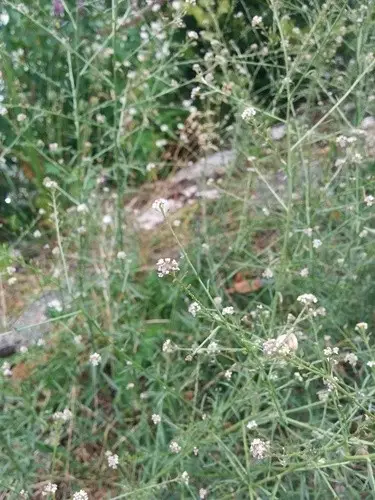 Grassleaf pepperweed