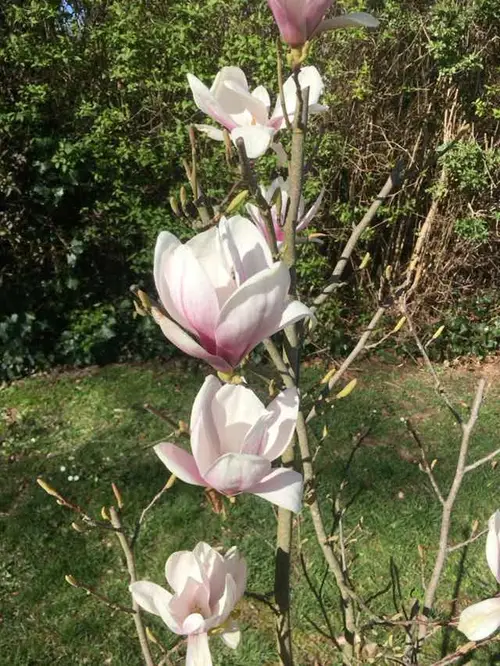 Magnolias 'Alexandrina'