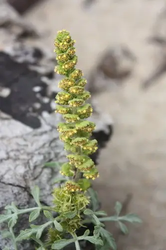 Silver burr ragweed (Ambrosia chamissonis) Flower, Leaf, Care, Uses ...