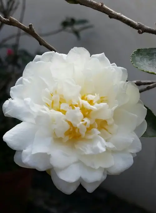 Camellia × lutchuensis 'Scentuous'