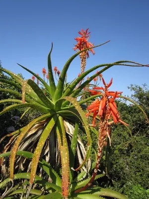 How to Grow and Care for Aloe pluridens