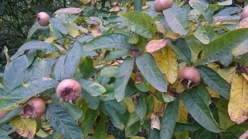 Mispel - Mespilus germanica (Pflege, Merkmale, Blume, Bilder, Essbar)