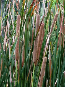 How to Propagate Southern cattail