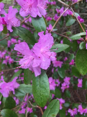 エゾムラサキツツジ（蝦夷紫躑躅） (Rhododendron dauricum) - PictureThis