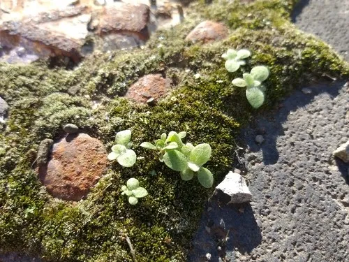 ギンゴケ（銀蘚） (ケア, 特徴, 文化, 画像)