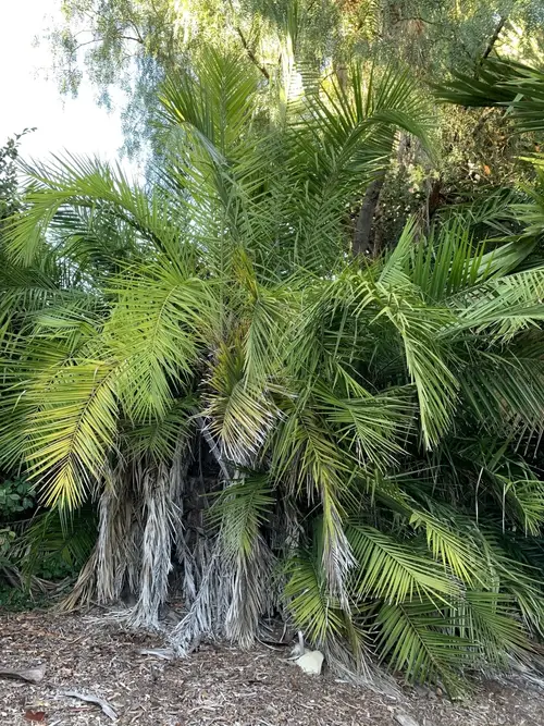 Senegal date palm