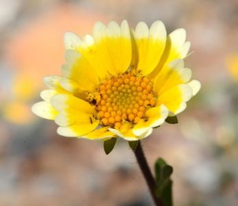 Smooth tidytips (Layia chrysanthemoides) - PictureThis
