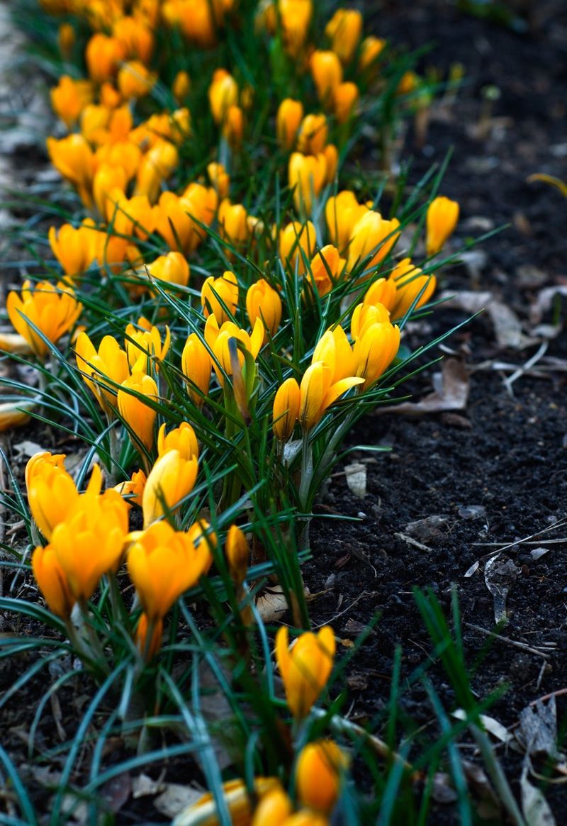 Exploring the Language and Meaning of Yellow Crocus Flowers