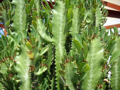 Dreikantige Wolfsmilch - Euphorbia trigona (Pflege, Merkmale, Invasiv,  Bilder)