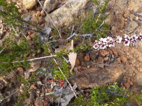 Babingtonia camphorosmae