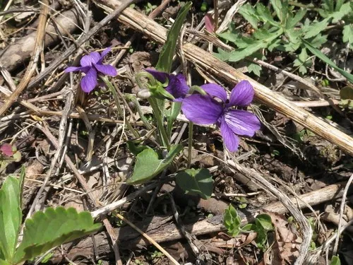 スミレ（菫） (分類, 特徴, 花, 画像)