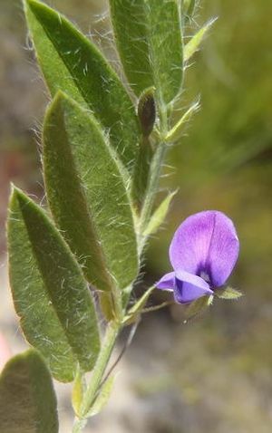 Psoralea plauta - PictureThis