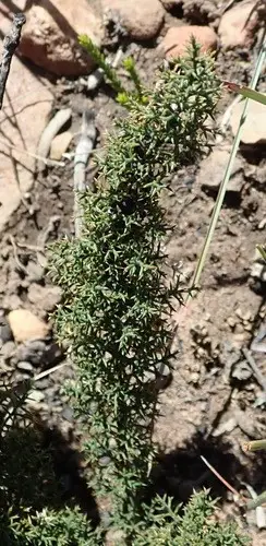 Asparagus oliveri