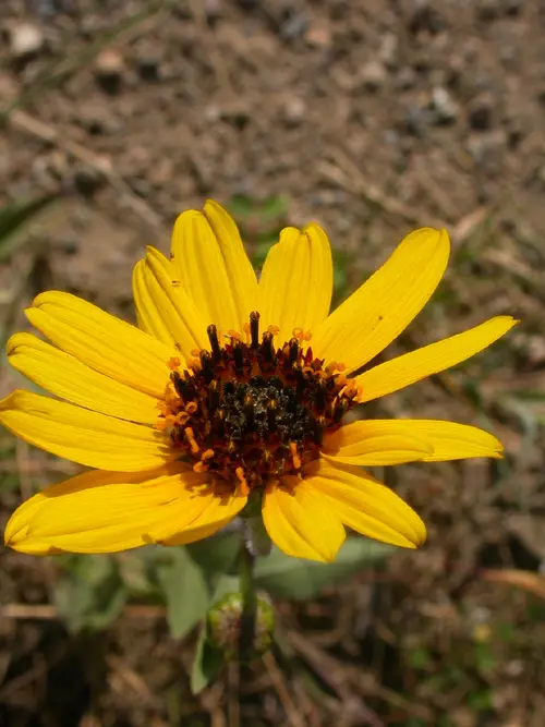 Armblütige Sonnenblume