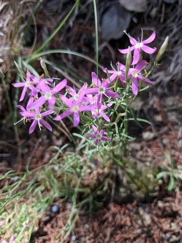 Mountain pink (Zeltnera beyrichii) - PictureThis