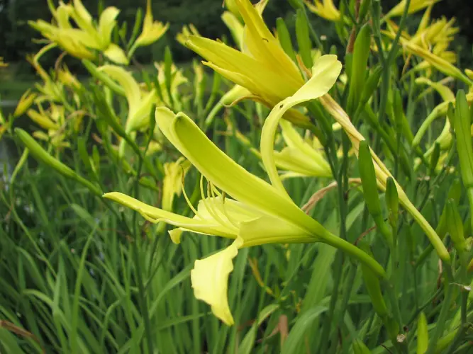 Citron day-lily