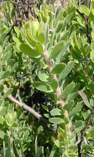 Leucospermum royenifolium