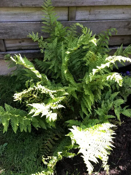 Broad buckler fern 'Crispa Whiteside'