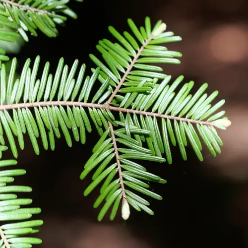 Grand Fir (Abies grandis) Flower, Leaf, Care, Uses - PictureThis