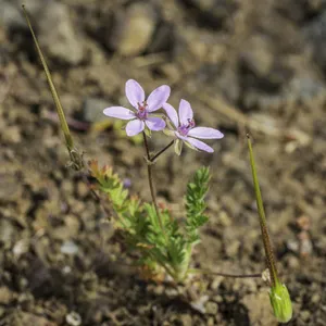 Common stork's-bill - Erodium cicutarium (Taxonomy, Characteristics,  Flower, Images, Control)