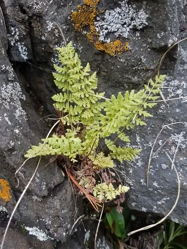 Oregon cliff fern