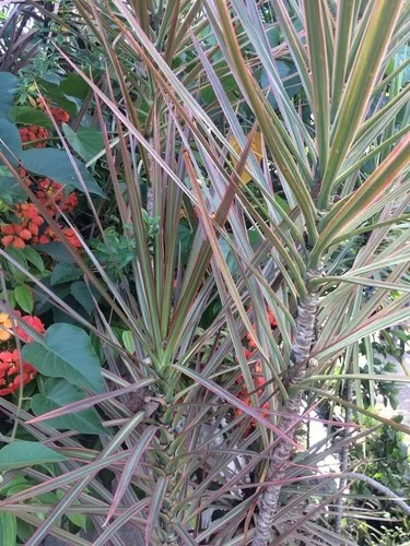 elefantenohr pflanze tropft Alocasia polly 35 cm Pfeilblatt Elefantenohr Tropenwurz – Blumen-Senf®
