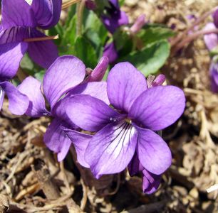 Purpleflower violet - Viola philippica (Taxonomy, Characteristics ...
