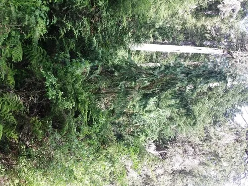 アラスカヒノキ (Xanthocyparis nootkatensis) - PictureThis