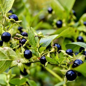 Deadly nightshade - Atropa belladonna (Care, Characteristics ...