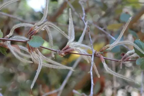 Cercocarpe à feuilles de bouleau