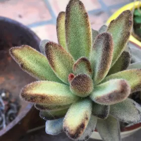 その他多肉植物 choco ミルクチョコ（チャンヒー農園）【tawawaハウス苗】 – 多肉植物の通販