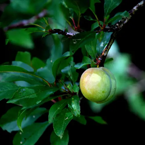 Chickasaw plum