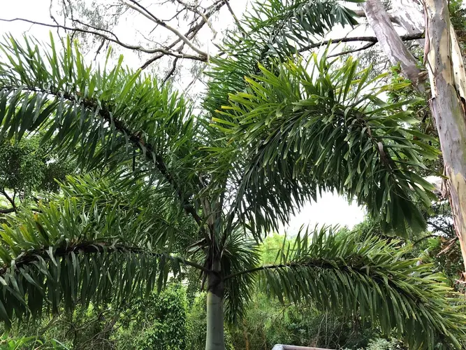 Foxtail palm