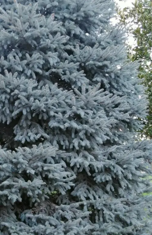 Subalpine fir 'Compacta'