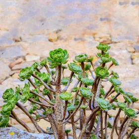 アエオニウム・アルボレウムの判定方法 (Aeonium arboreum)